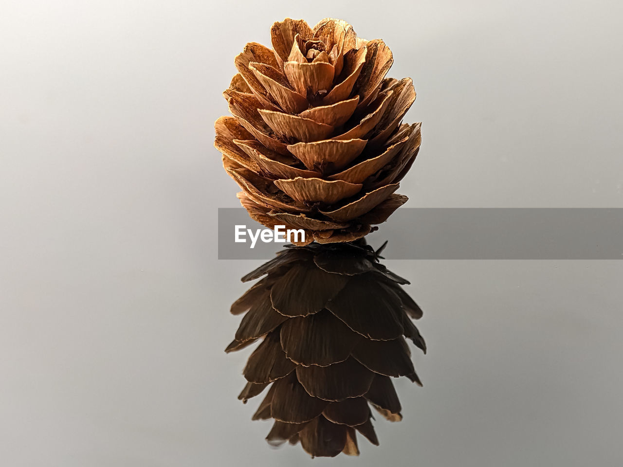 conifer cone, leaf, tree, close-up, flower, branch, no people, studio shot, pine cone, nature, plant, indoors, brown, macro photography, twig, gray background, gray, copy space, beauty in nature, still life