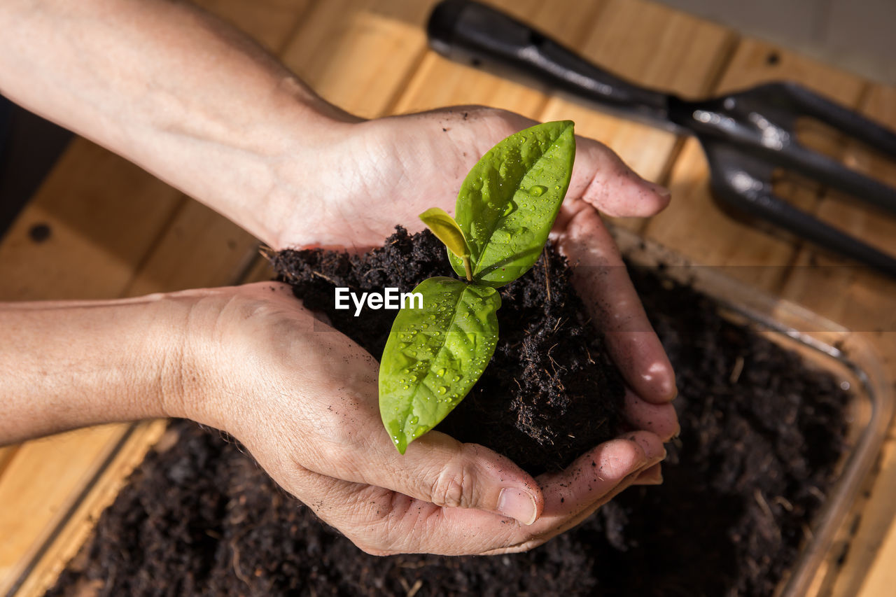 Cropped image of hands holding seedling