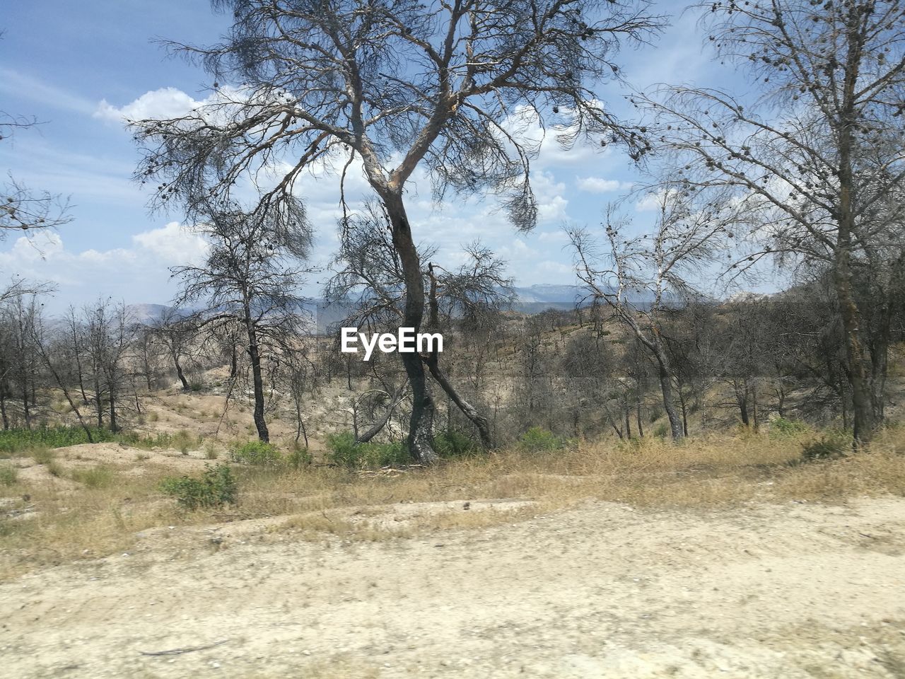 BARE TREES IN FOREST