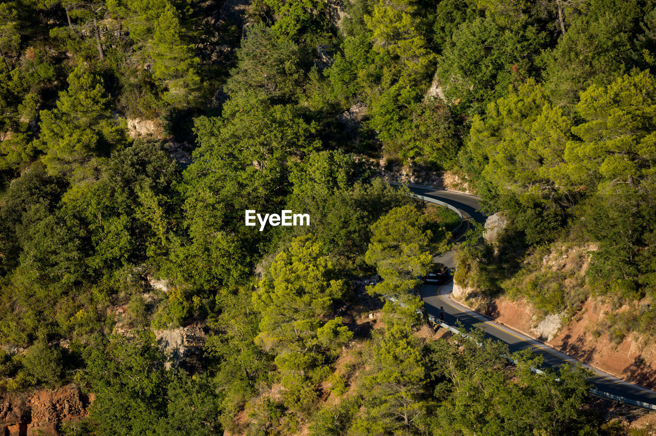 High angle view of road amidst trees in forest