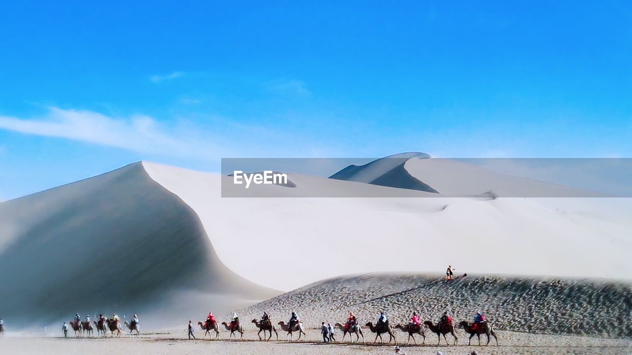People riding camels on desert