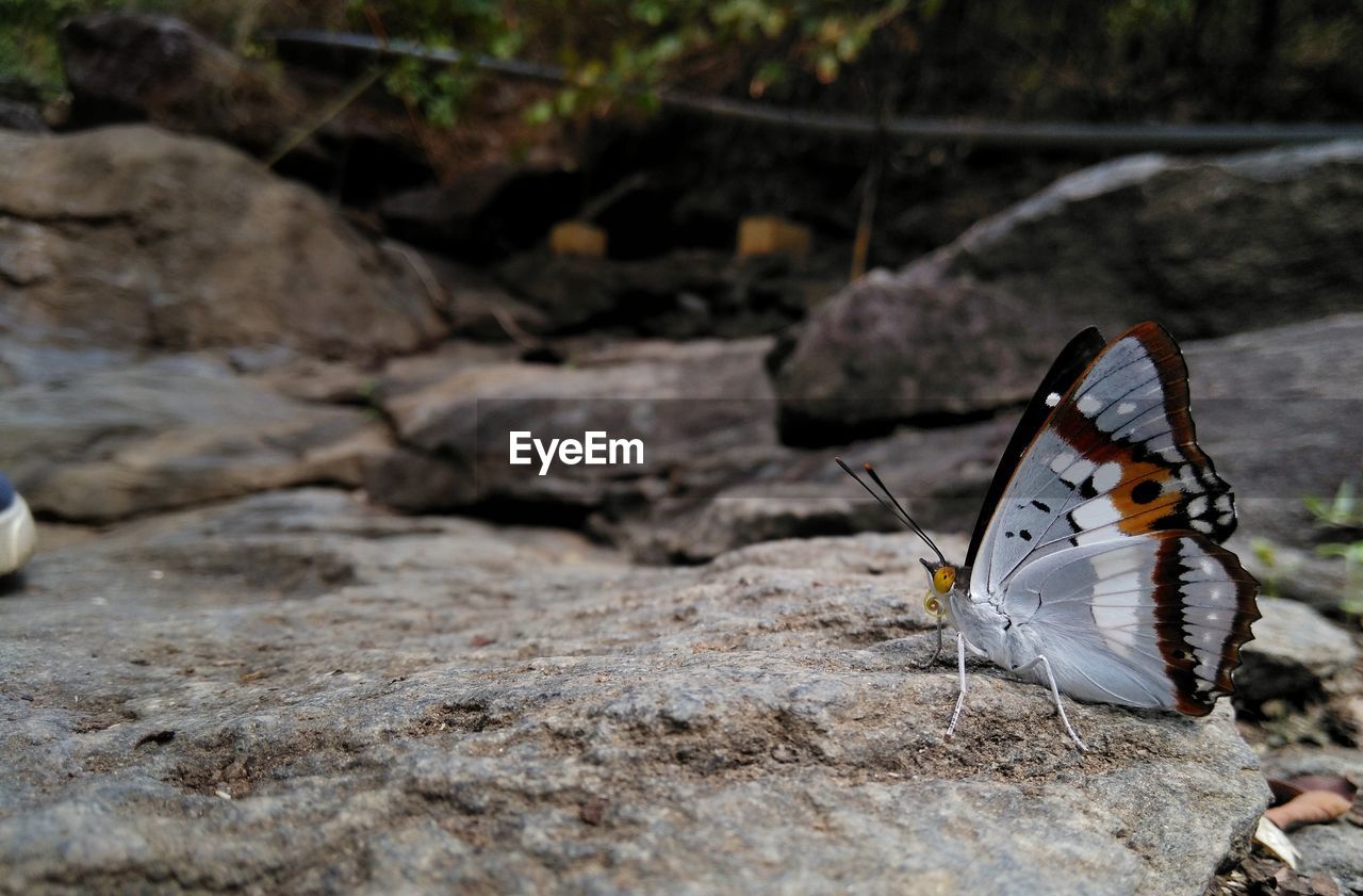 CLOSE-UP OF BUTTERFLY ON ROCKS