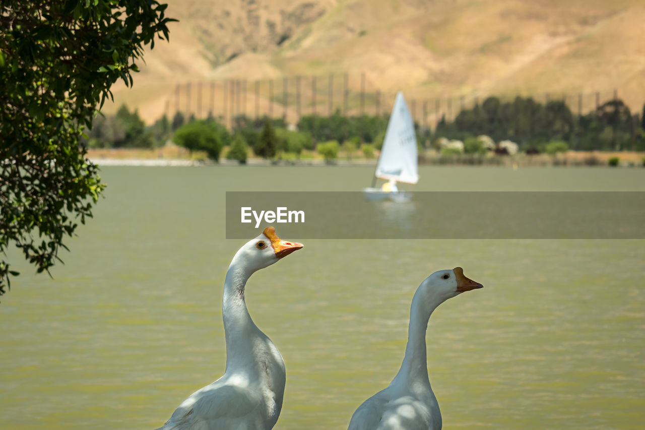 SWANS ON LAKE