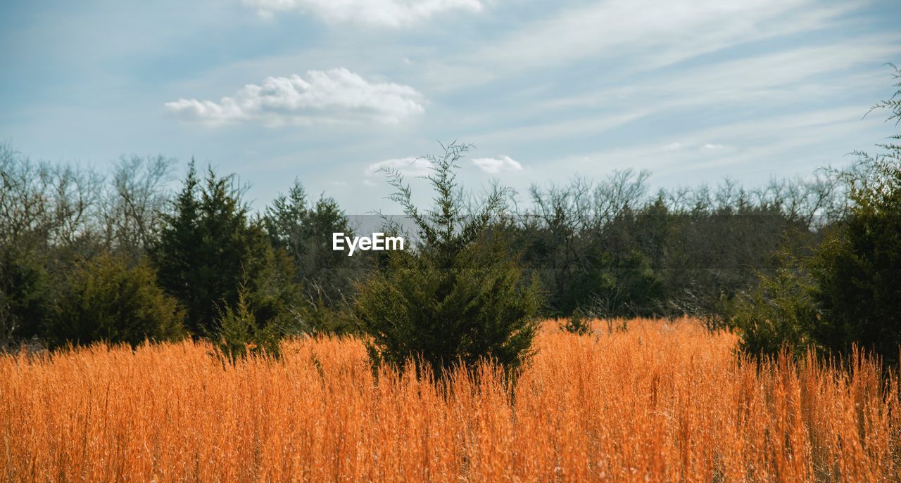 TREES GROWING IN FIELD AGAINST SKY