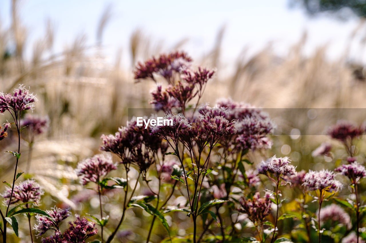 plant, flower, flowering plant, beauty in nature, freshness, nature, blossom, growth, pink, sky, focus on foreground, close-up, fragility, grass, no people, wildflower, meadow, land, purple, landscape, outdoors, botany, food, macro photography, springtime, environment, field, selective focus, food and drink, sunlight, flower head, day, tranquility, summer, inflorescence, prairie, medicine, tree, herb, non-urban scene, scenics - nature, multi colored, garden