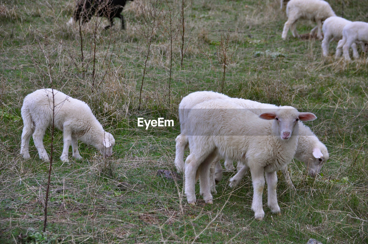 Sheep in a field