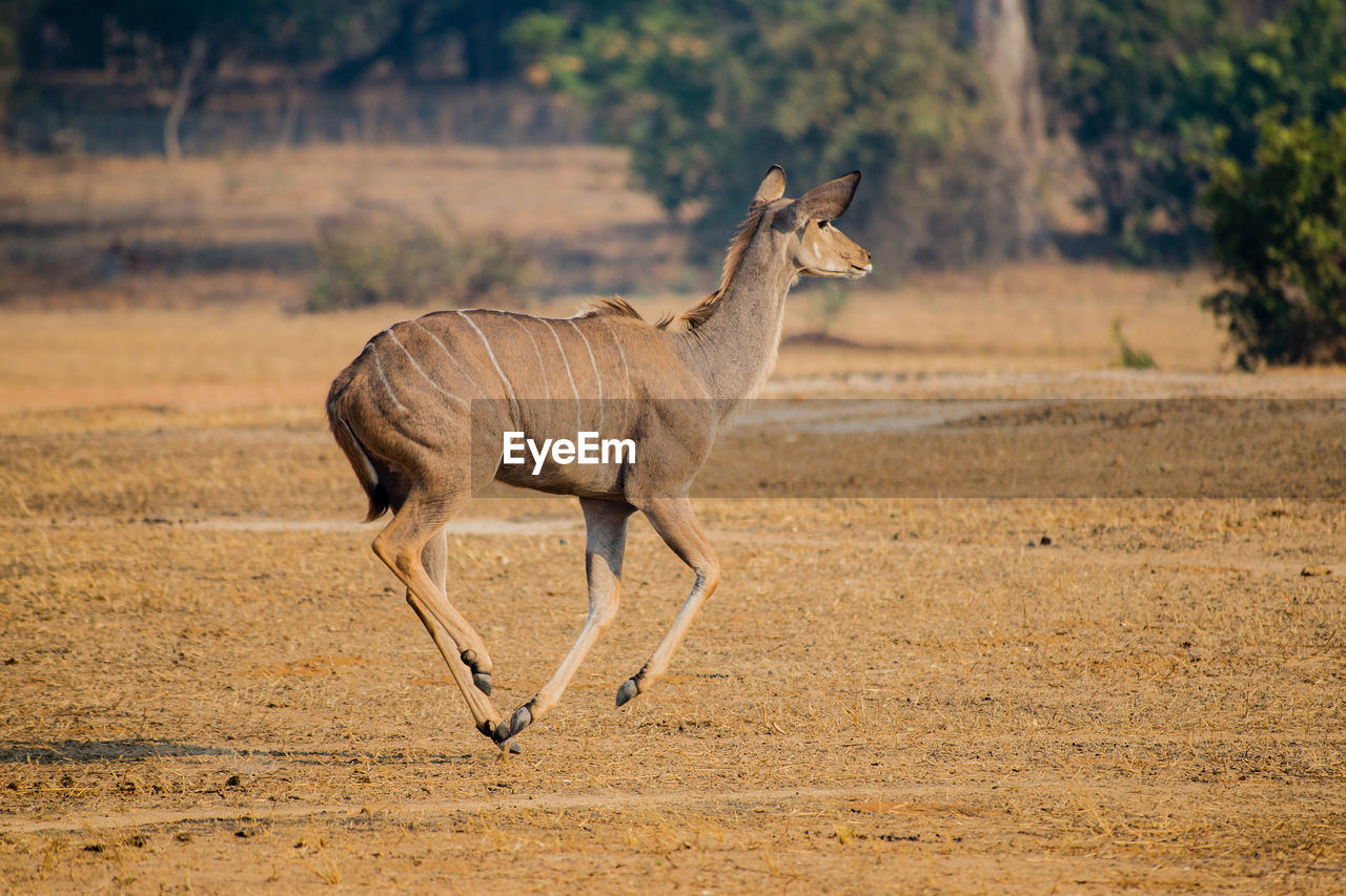 Deer running on field