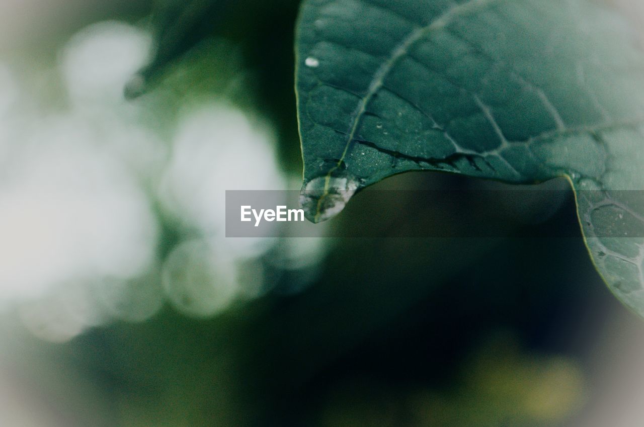 Close-up of raindrops on leaf