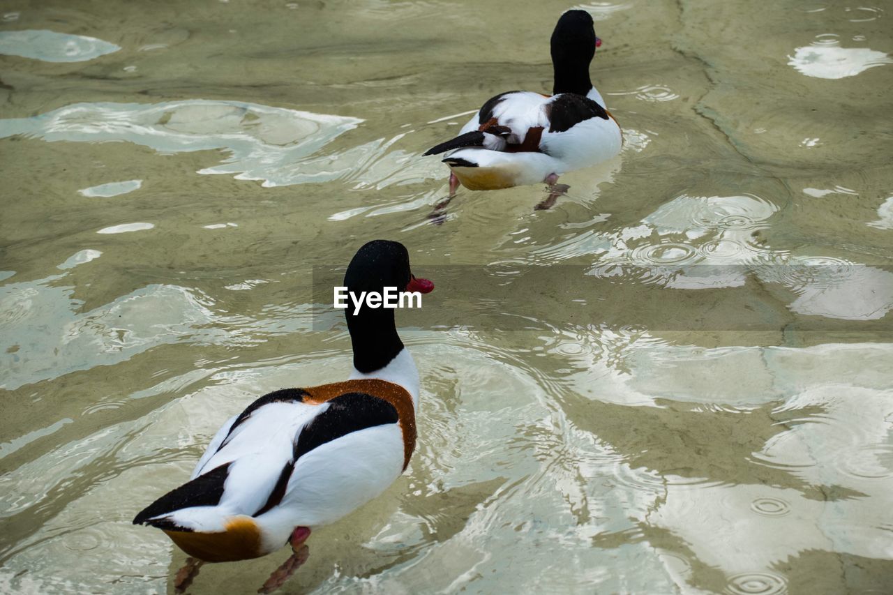 HIGH ANGLE VIEW OF MALLARD DUCK SWIMMING ON LAKE