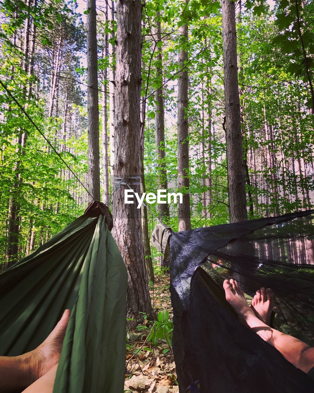 Low section of men relaxing in hammocks at forest
