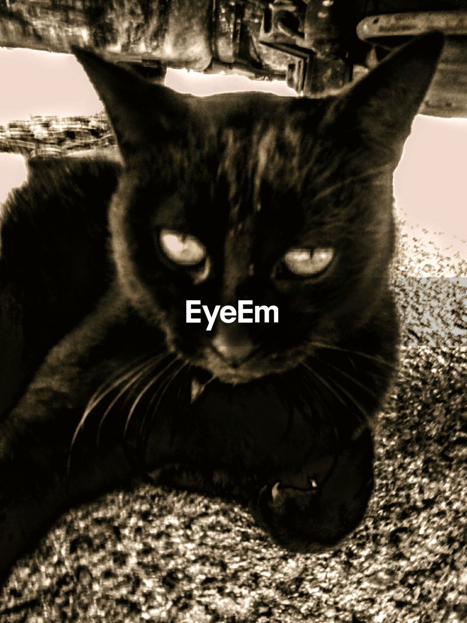 PORTRAIT OF BLACK CAT
