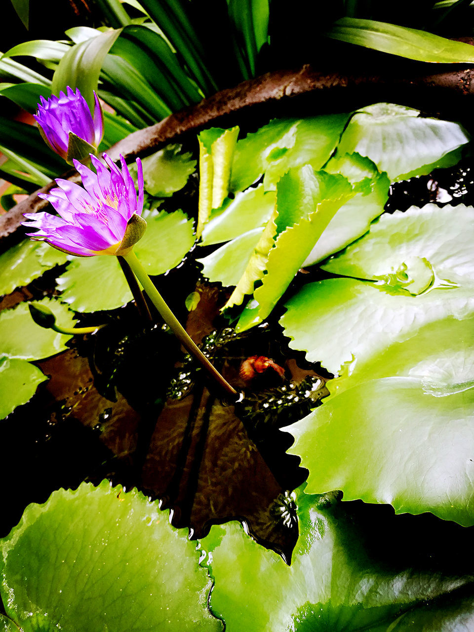 CLOSE-UP OF WATER LILY ON PLANT