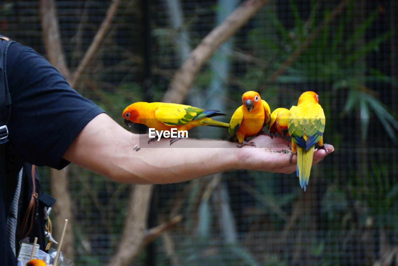 A group of sun parakeets perching on human hand