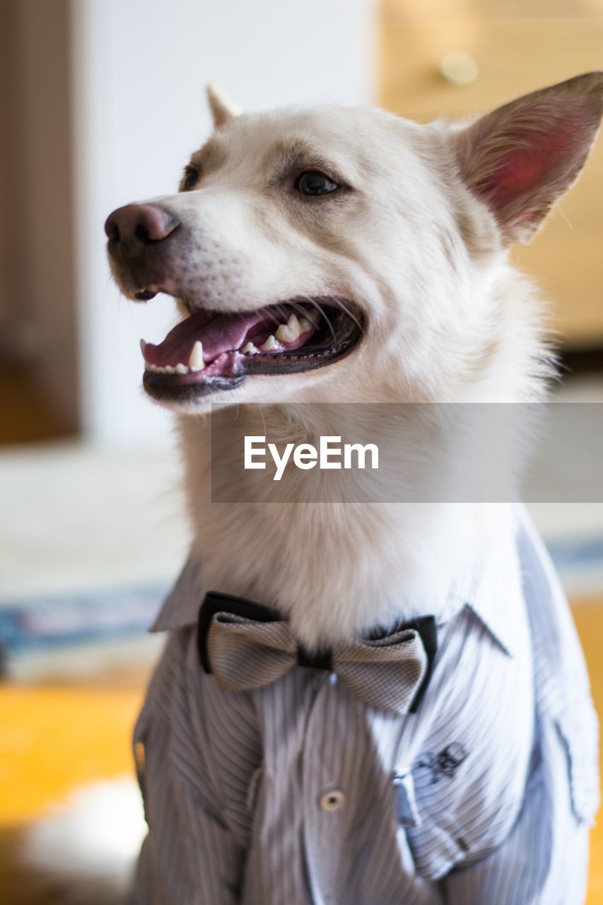 Close-up of dog in a shirt