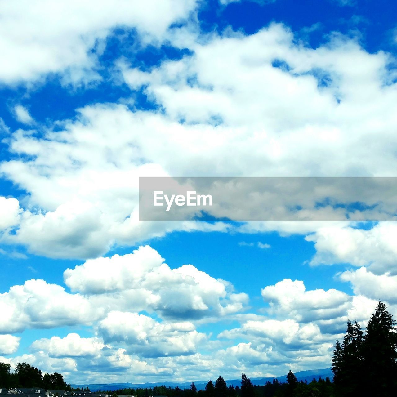 SILHOUETTE OF TREES AGAINST CLOUDY SKY