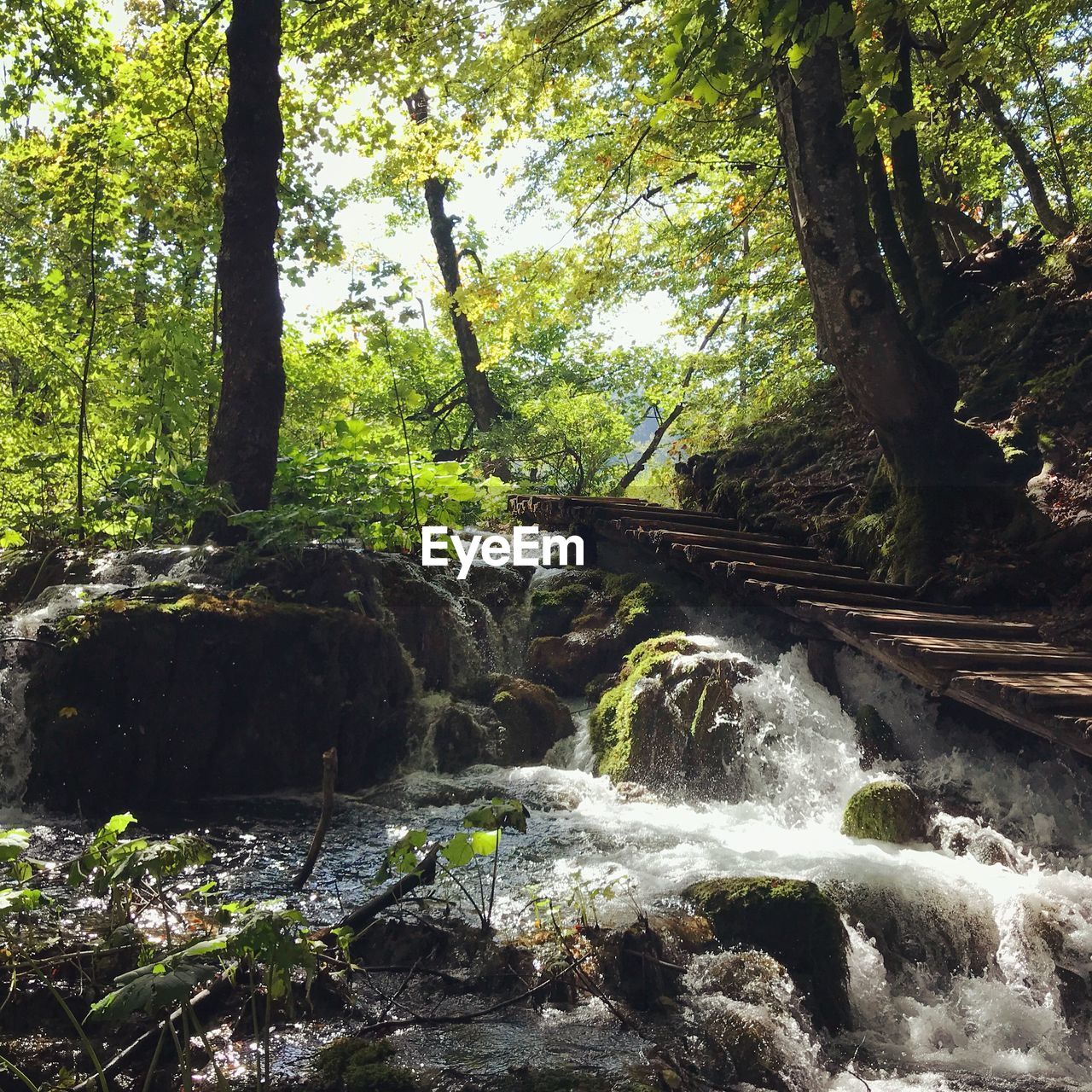 RIVER AMIDST TREES IN FOREST