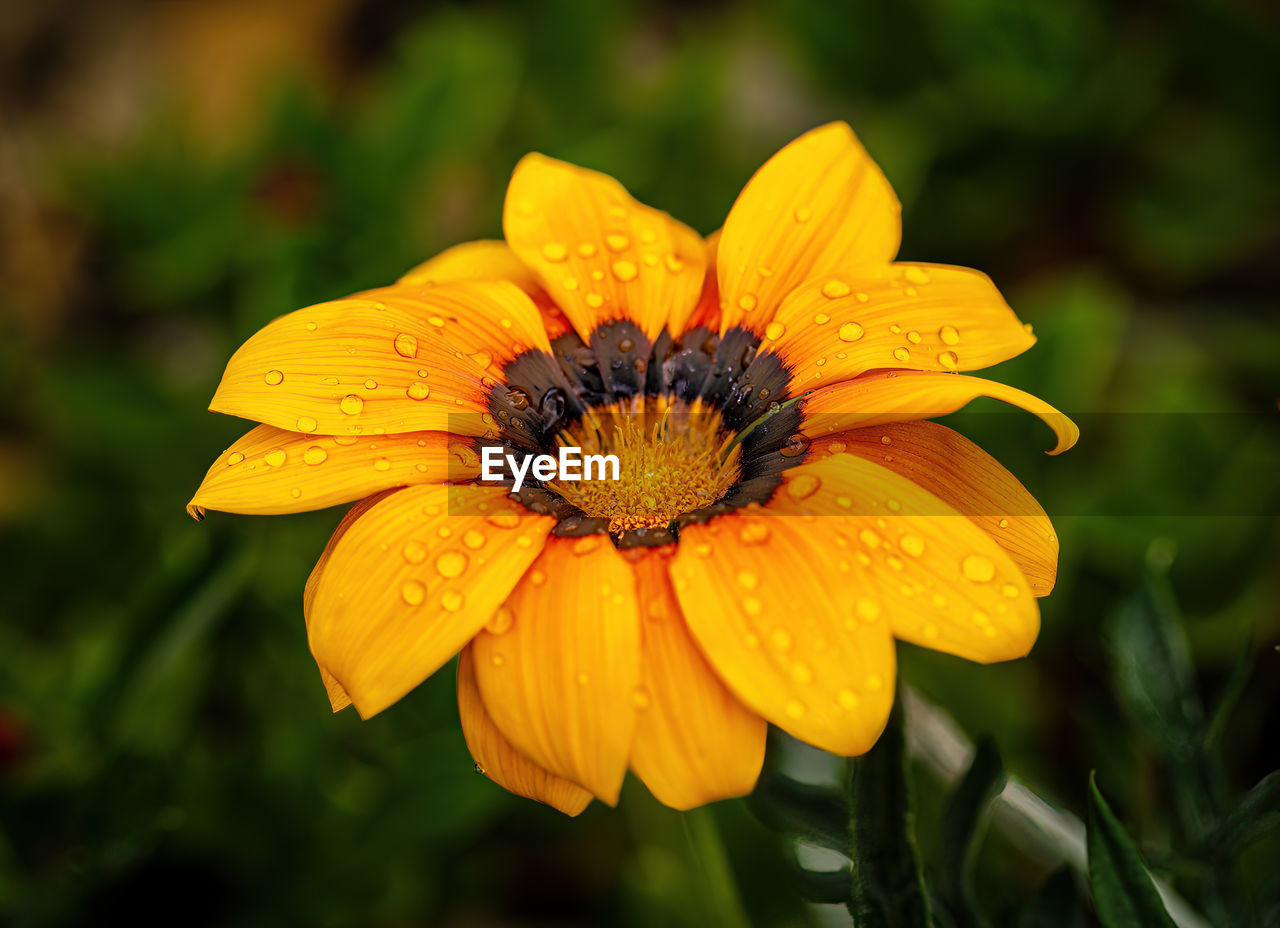 flower, flowering plant, plant, freshness, yellow, beauty in nature, nature, flower head, petal, growth, fragility, close-up, inflorescence, macro photography, wildflower, pollen, outdoors, no people, focus on foreground, calendula, botany, day, herb