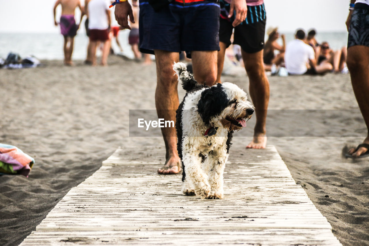 People with dog sitting on sand at beach