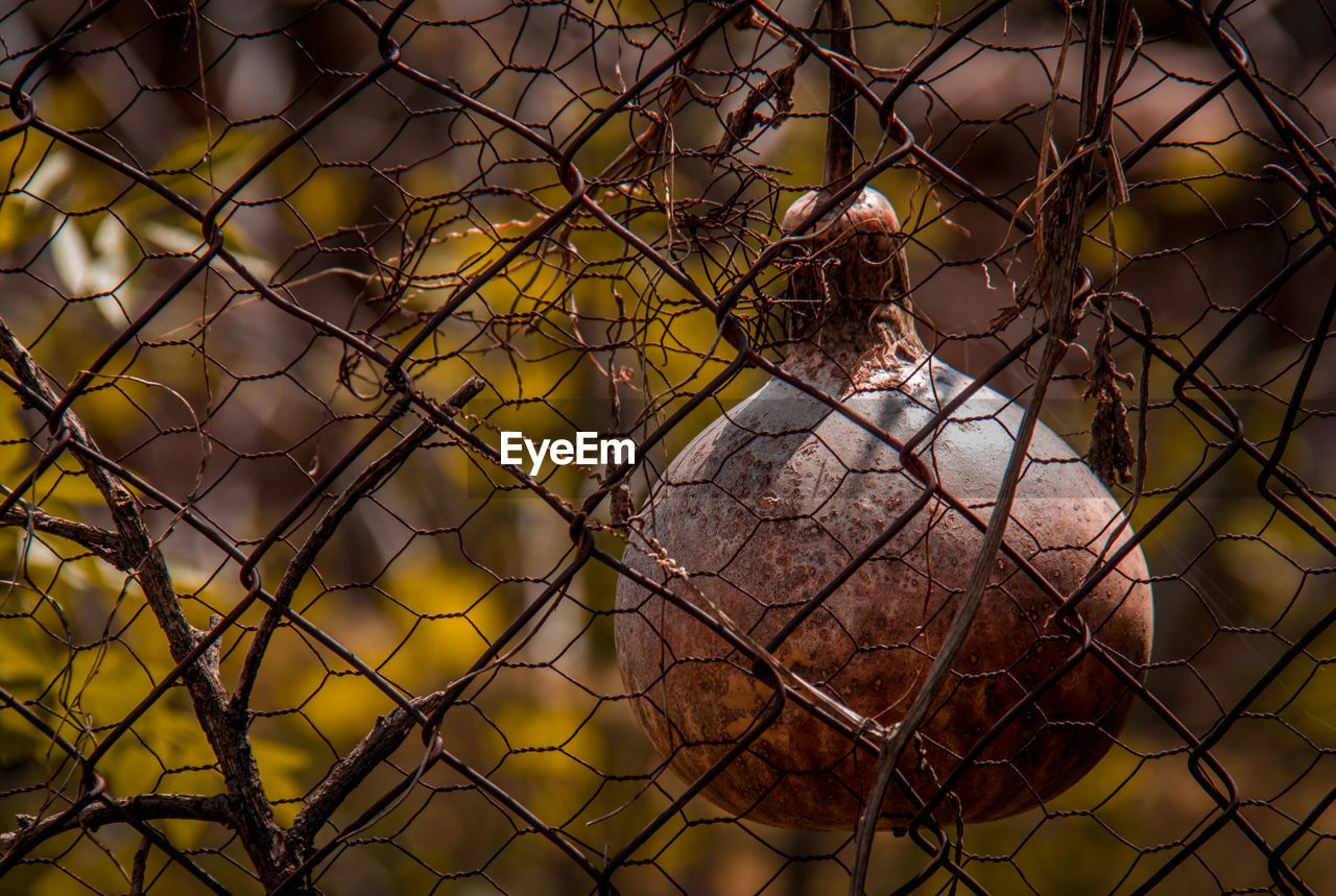 Close-up of pumpkin seen through chainlink fence