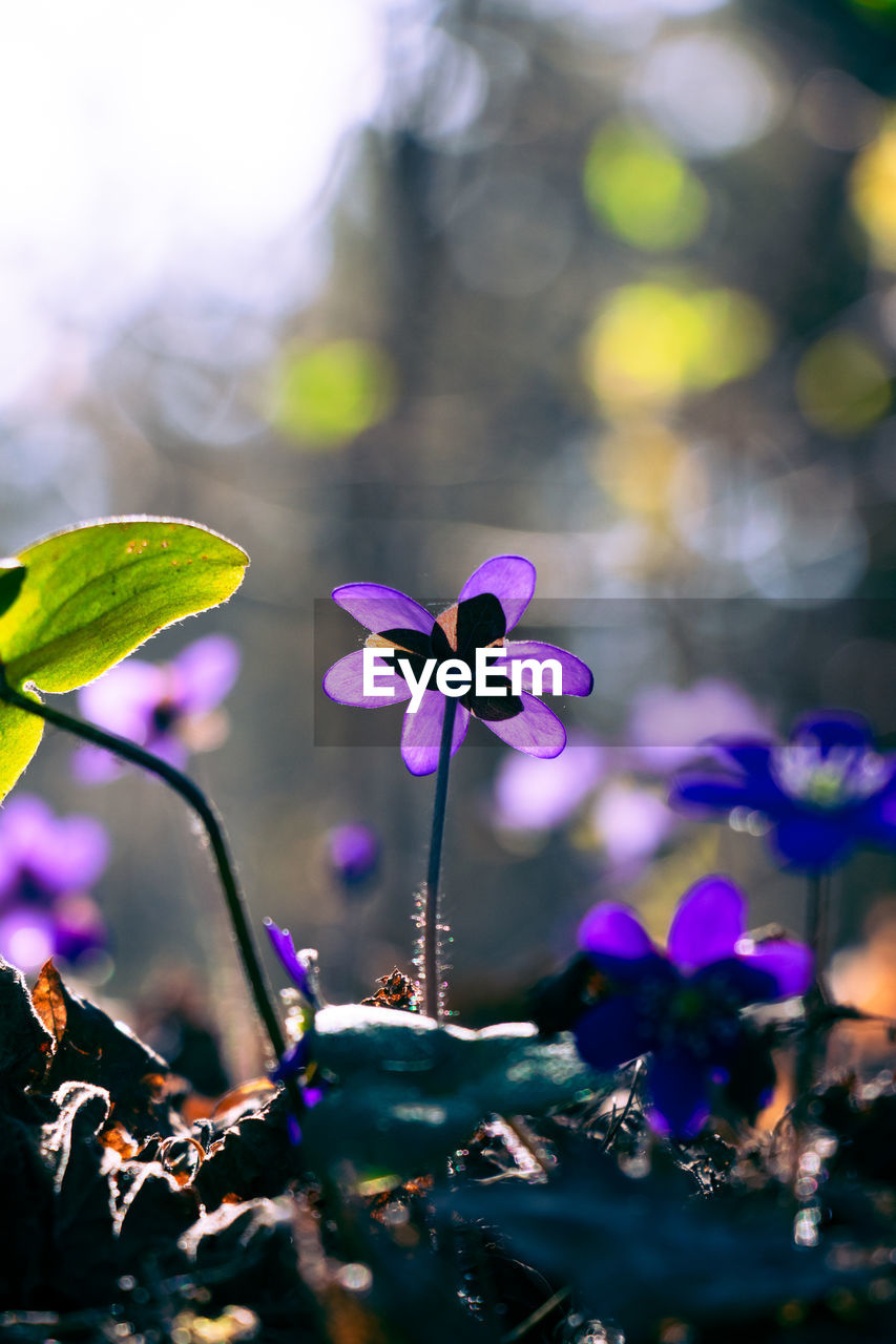 Close-up of purple flowering plant