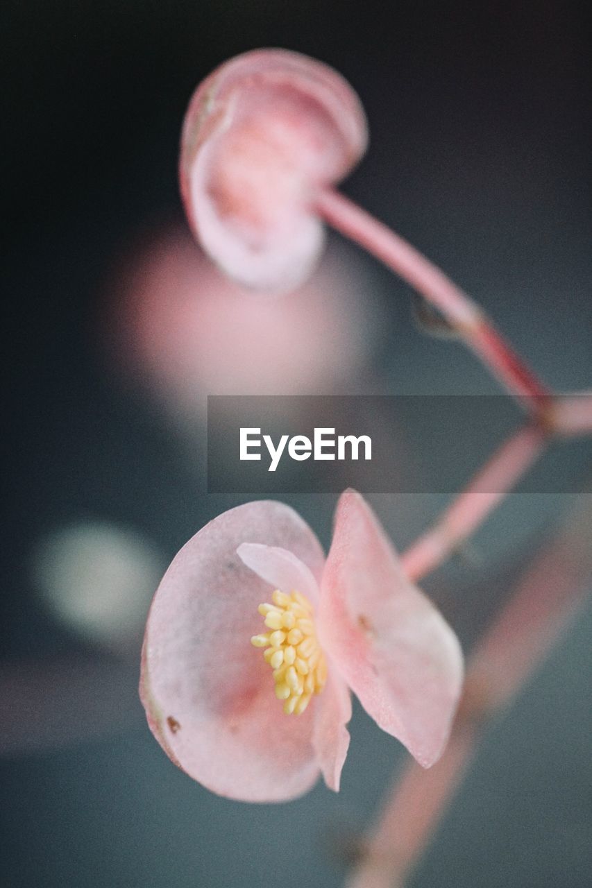 CLOSE-UP OF FLOWER