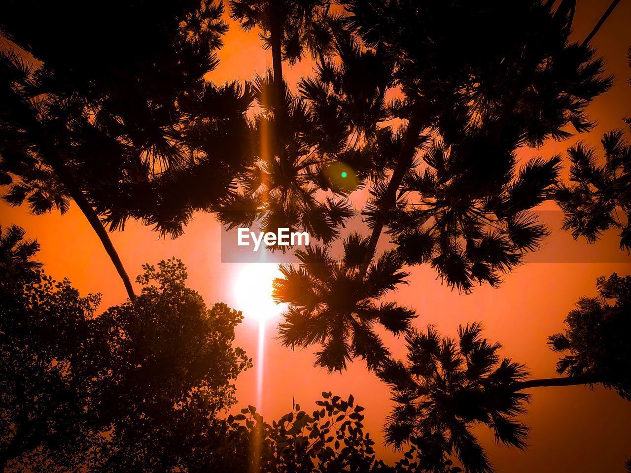 LOW ANGLE VIEW OF SILHOUETTE TREES DURING SUNSET