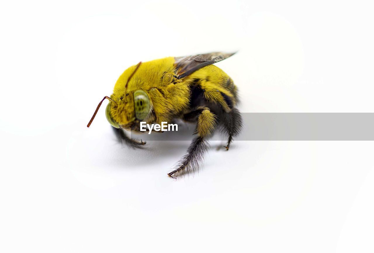 Close-up of bumble bee over white background