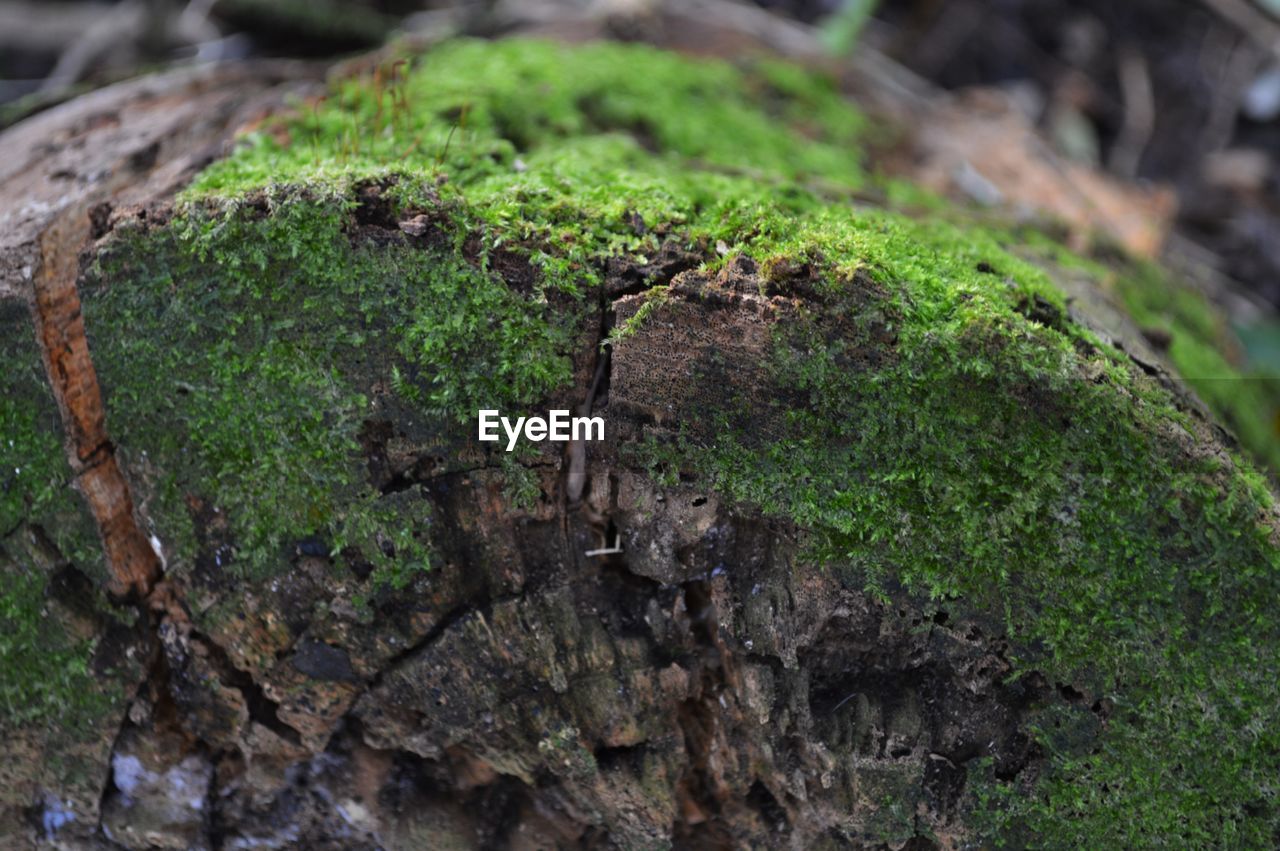 CLOSE-UP OF PLANT GROWING ON ROCKS