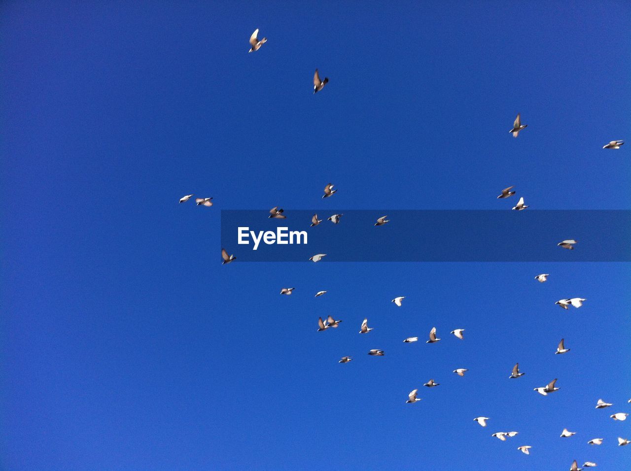 Flock of birds flying against clear blue sky