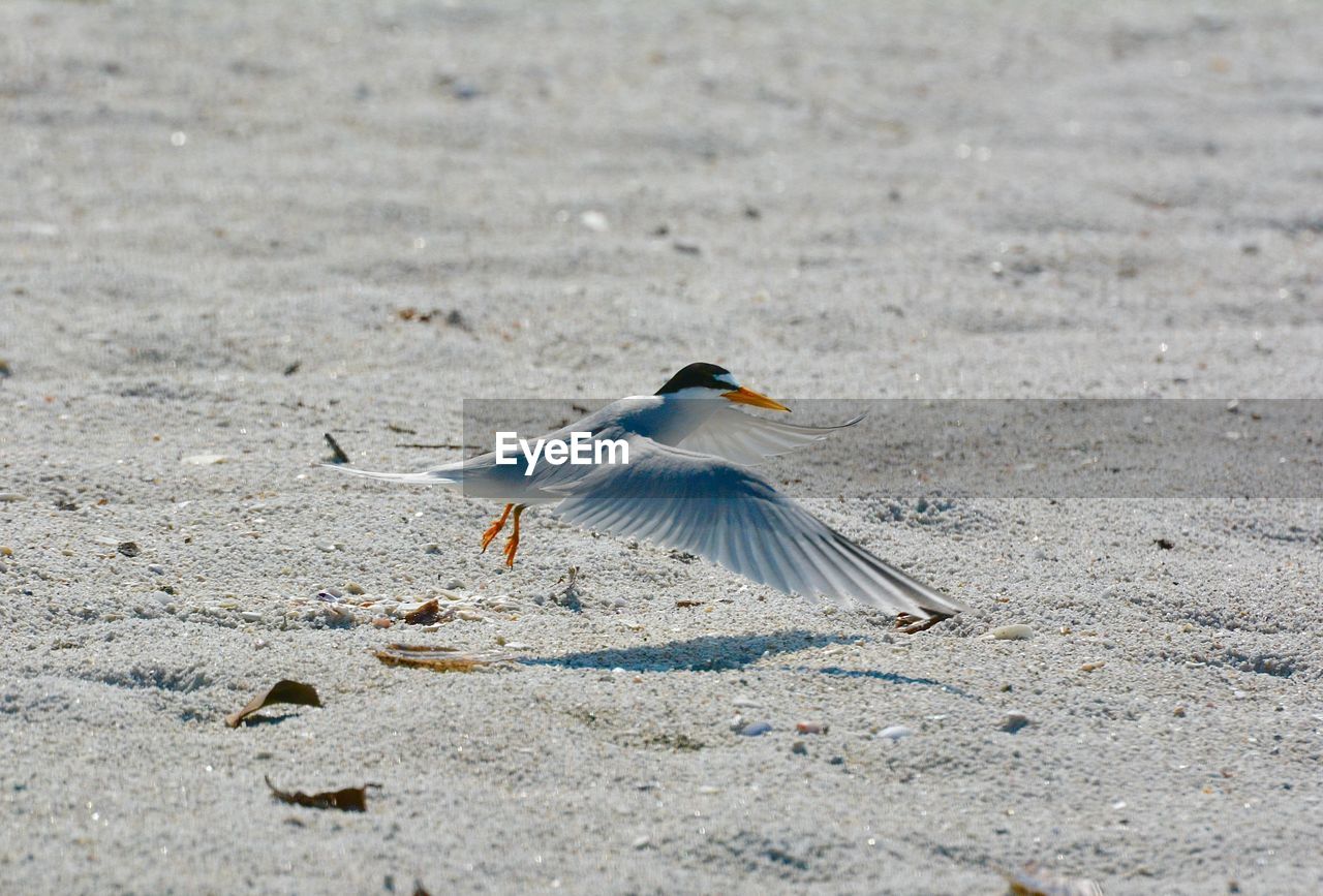 Least tern flying in to nesting area on beach