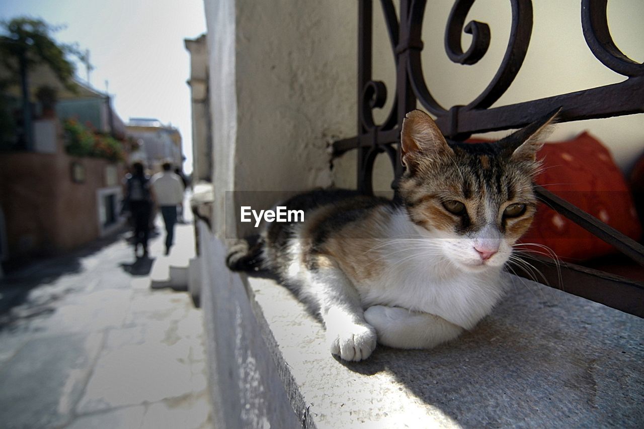 Close-up of cat lounging outdoors