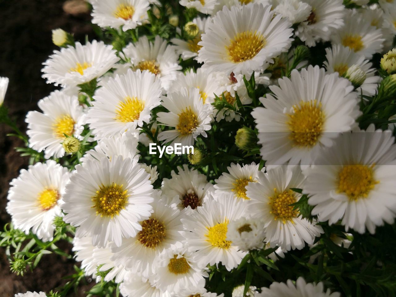 flower, flowering plant, plant, freshness, beauty in nature, fragility, flower head, white, petal, inflorescence, close-up, daisy, growth, nature, no people, chrysanths, tanacetum parthenium, yellow, pollen, high angle view, outdoors, floristry, day, botany, springtime