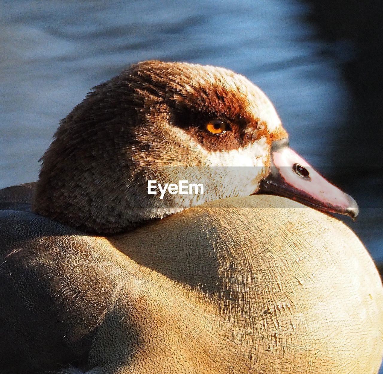 animal themes, animal, bird, wildlife, animal wildlife, water bird, duck, one animal, beak, close-up, ducks, geese and swans, water, no people, nature, day, focus on foreground, outdoors, animal body part