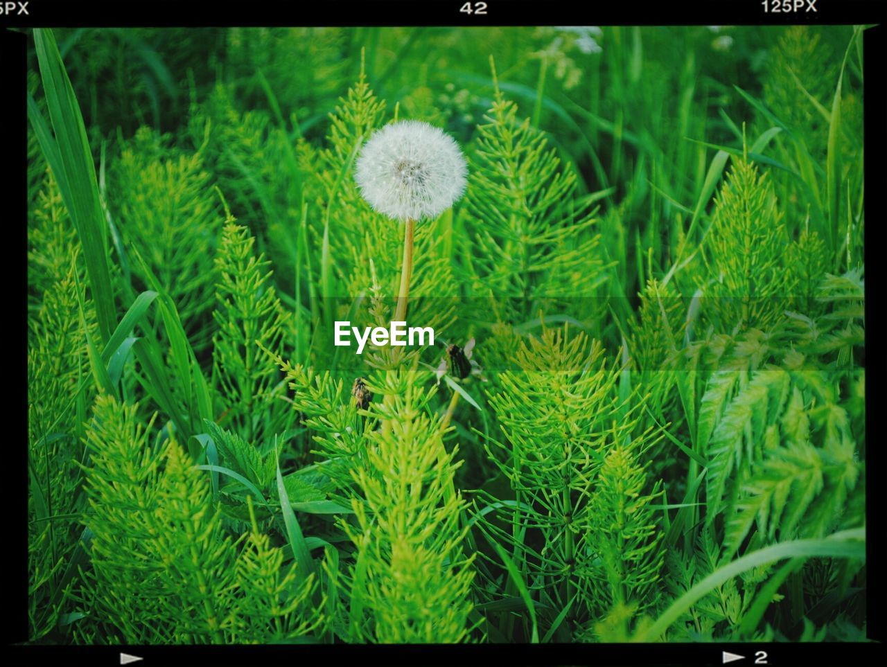 Close-up of dandelion flower