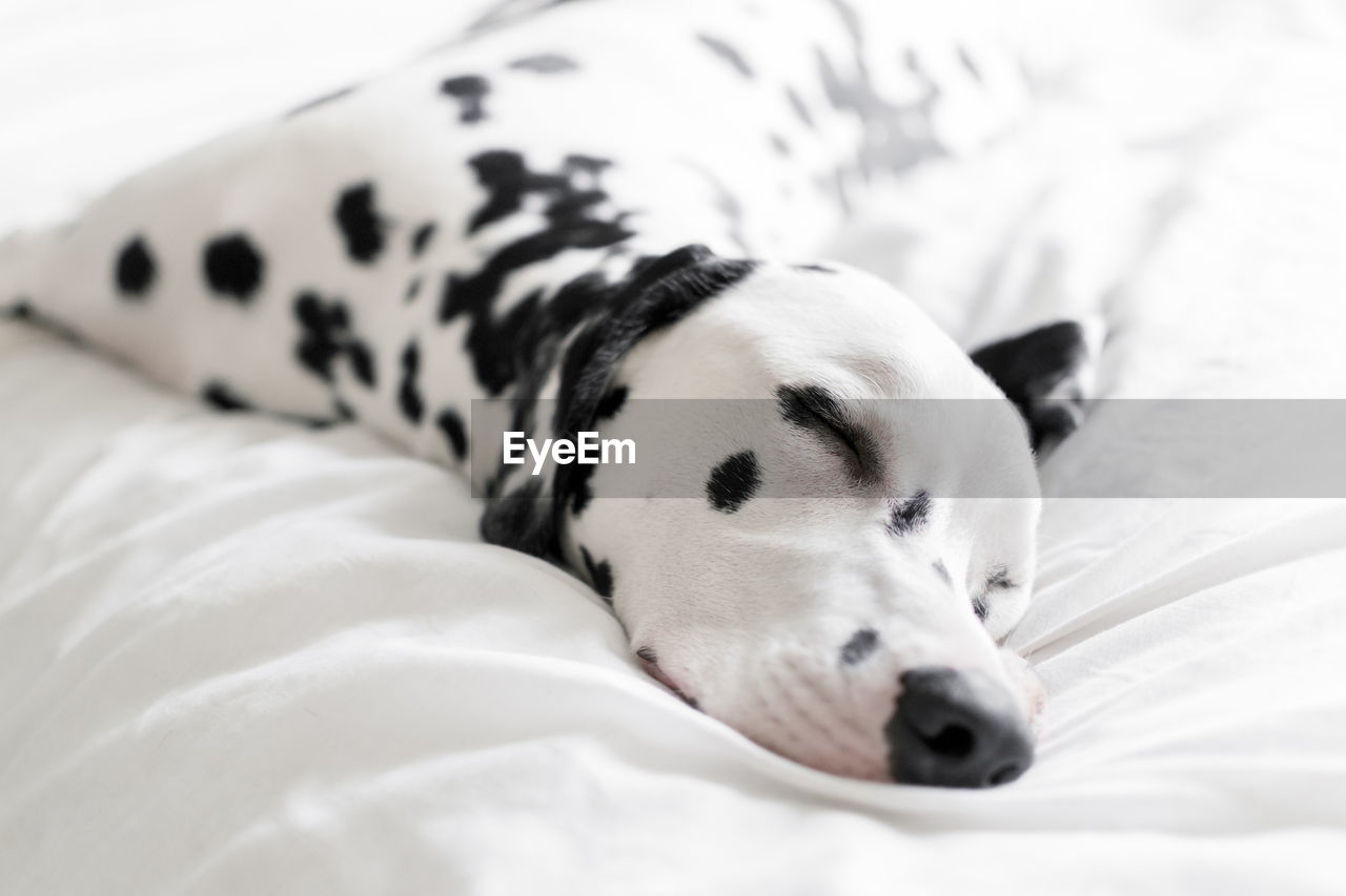 Close-up of dalmatian sleeping on bed