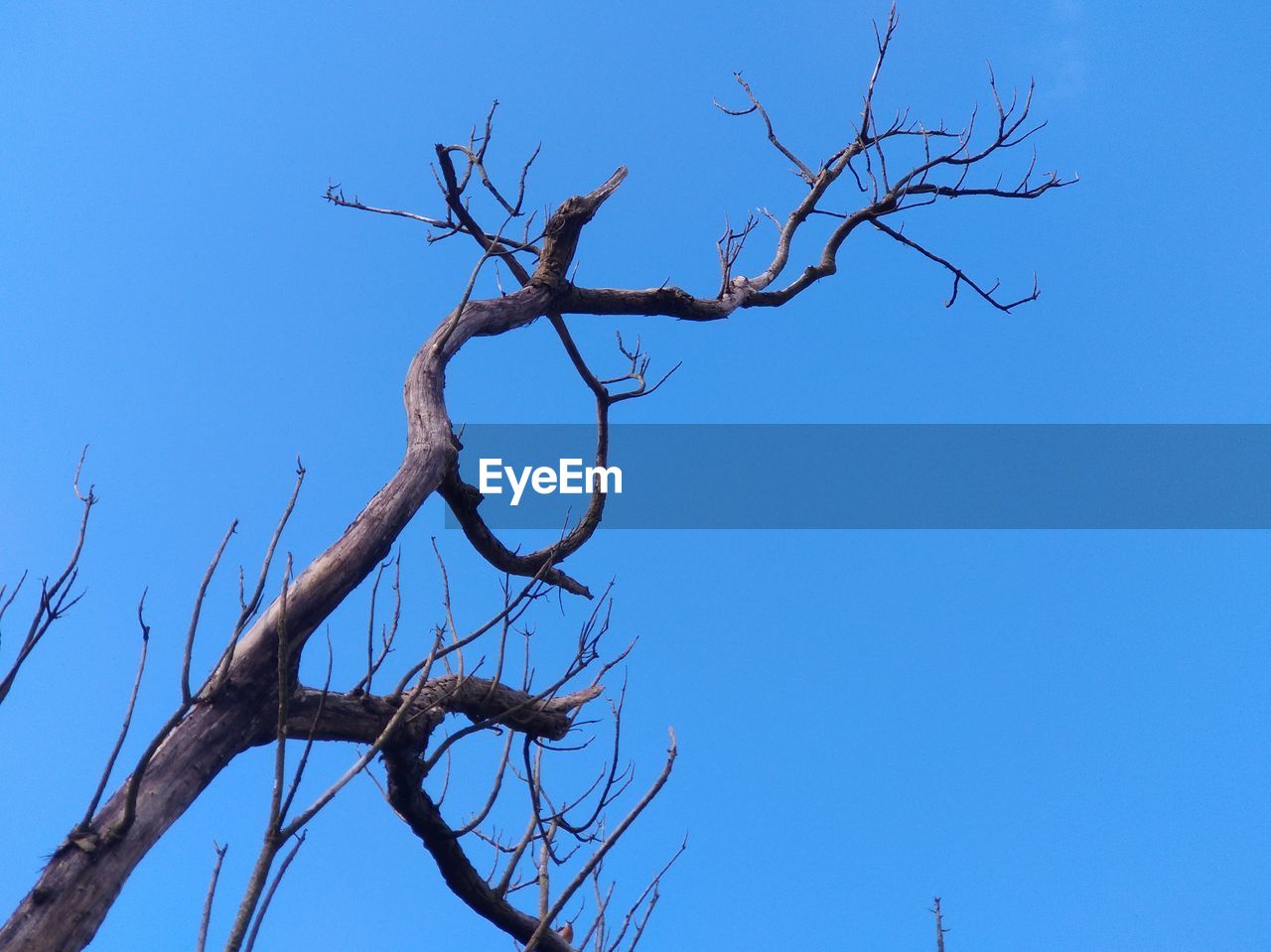 LOW ANGLE VIEW OF BARE TREES AGAINST CLEAR BLUE SKY