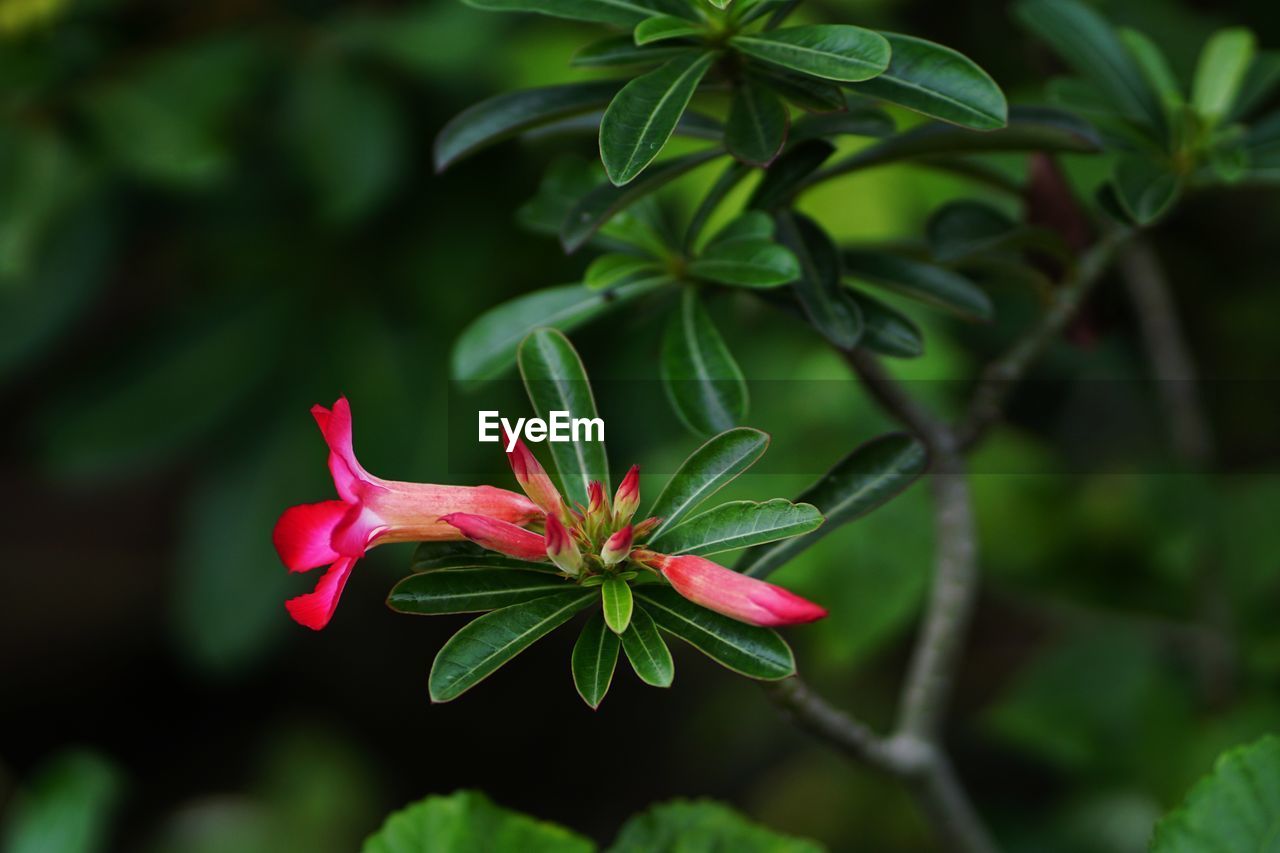 CLOSE-UP OF PINK FLOWER