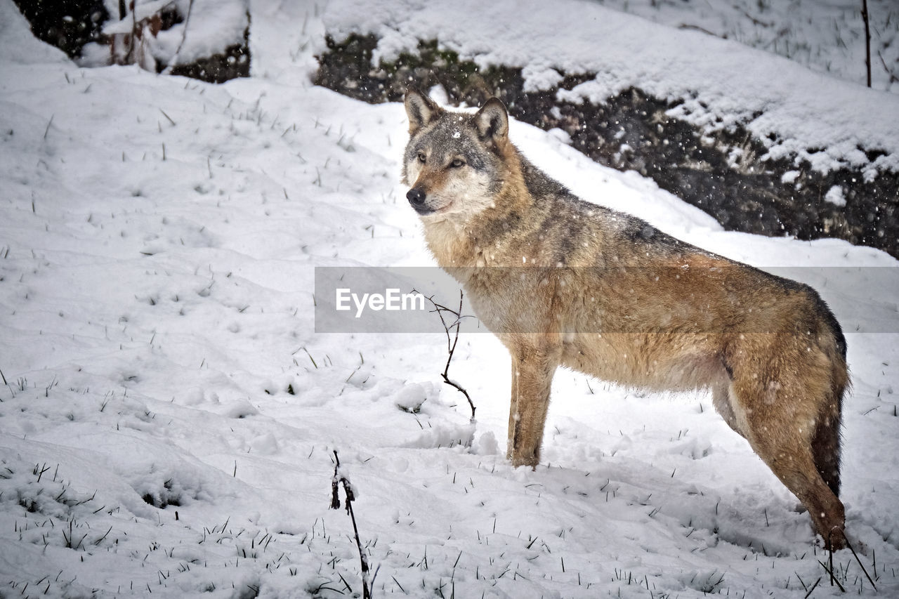 VIEW OF DOG ON SNOW COVERED FIELD