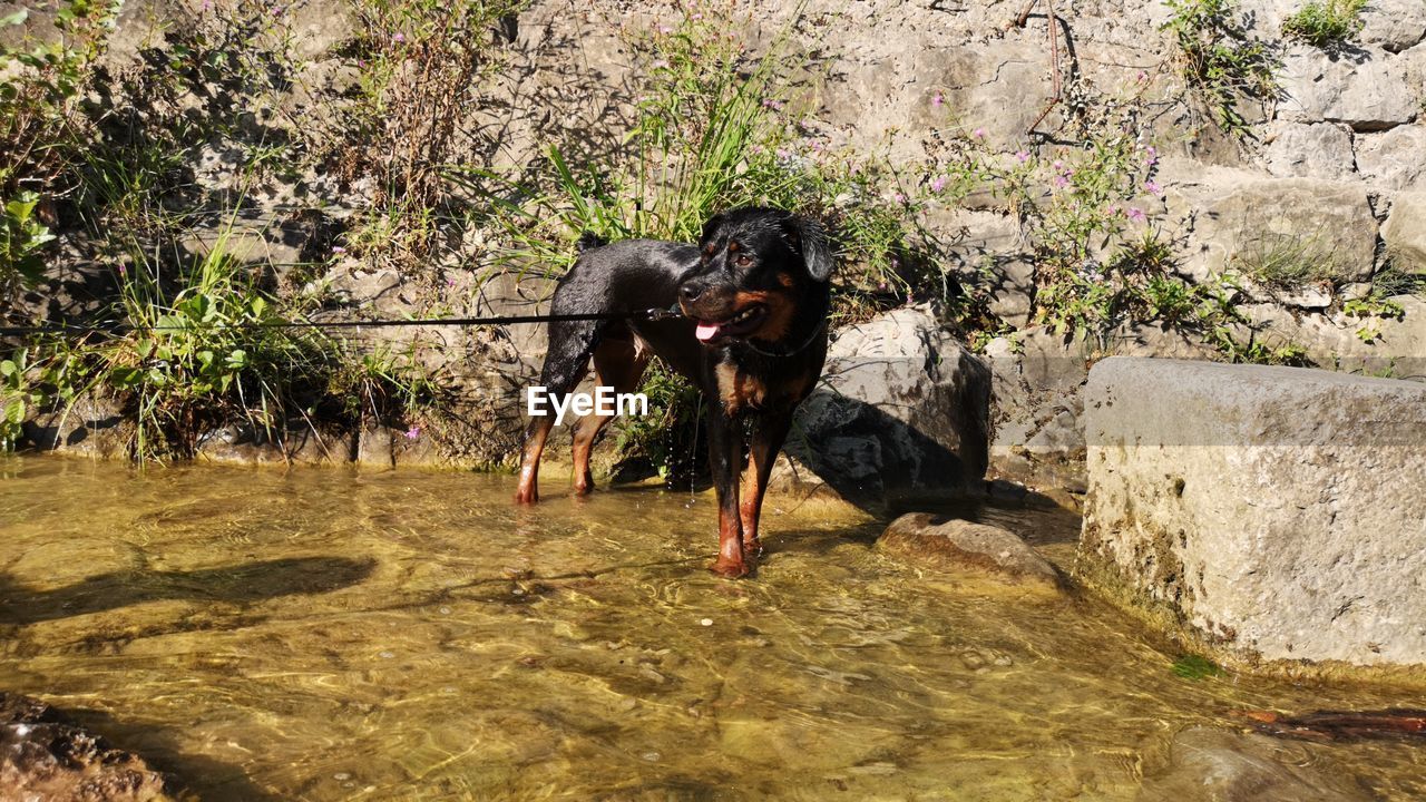 DOG DRINKING WATER ON ROCK