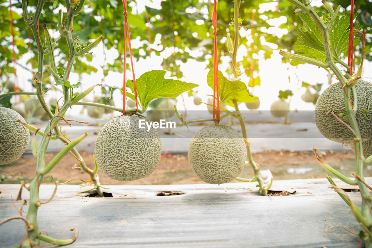 CLOSE-UP OF FRESH FRUITS HANGING ON TREE AGAINST PLANTS