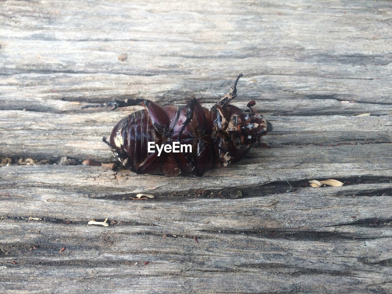 High angle view of insect on wood