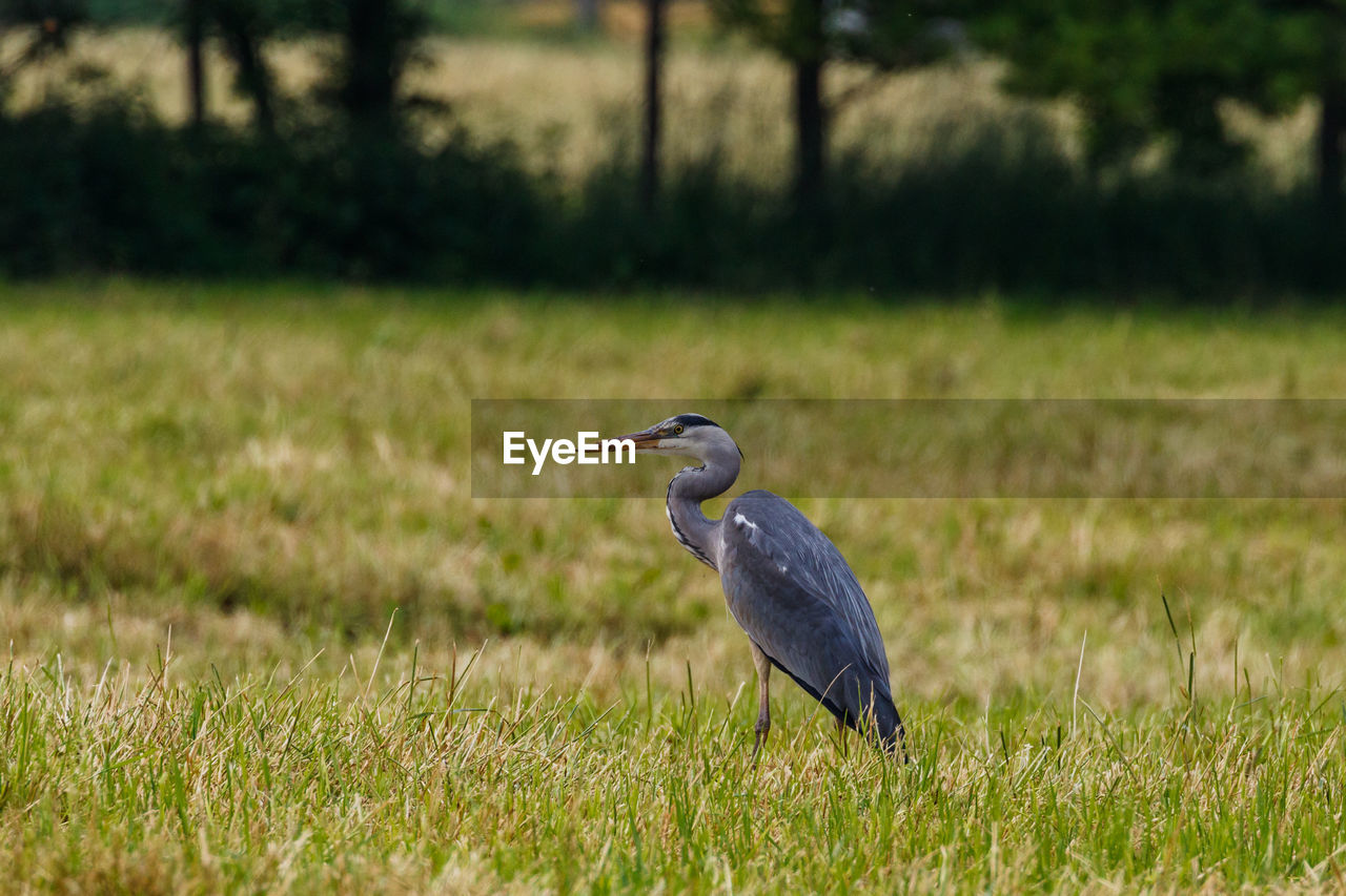 Bird perching on a field