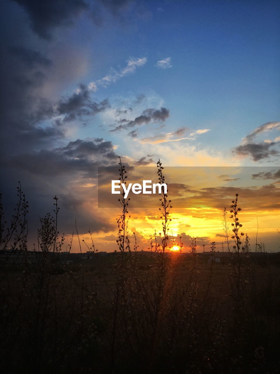 SILHOUETTE PLANTS ON FIELD AGAINST SUNSET SKY