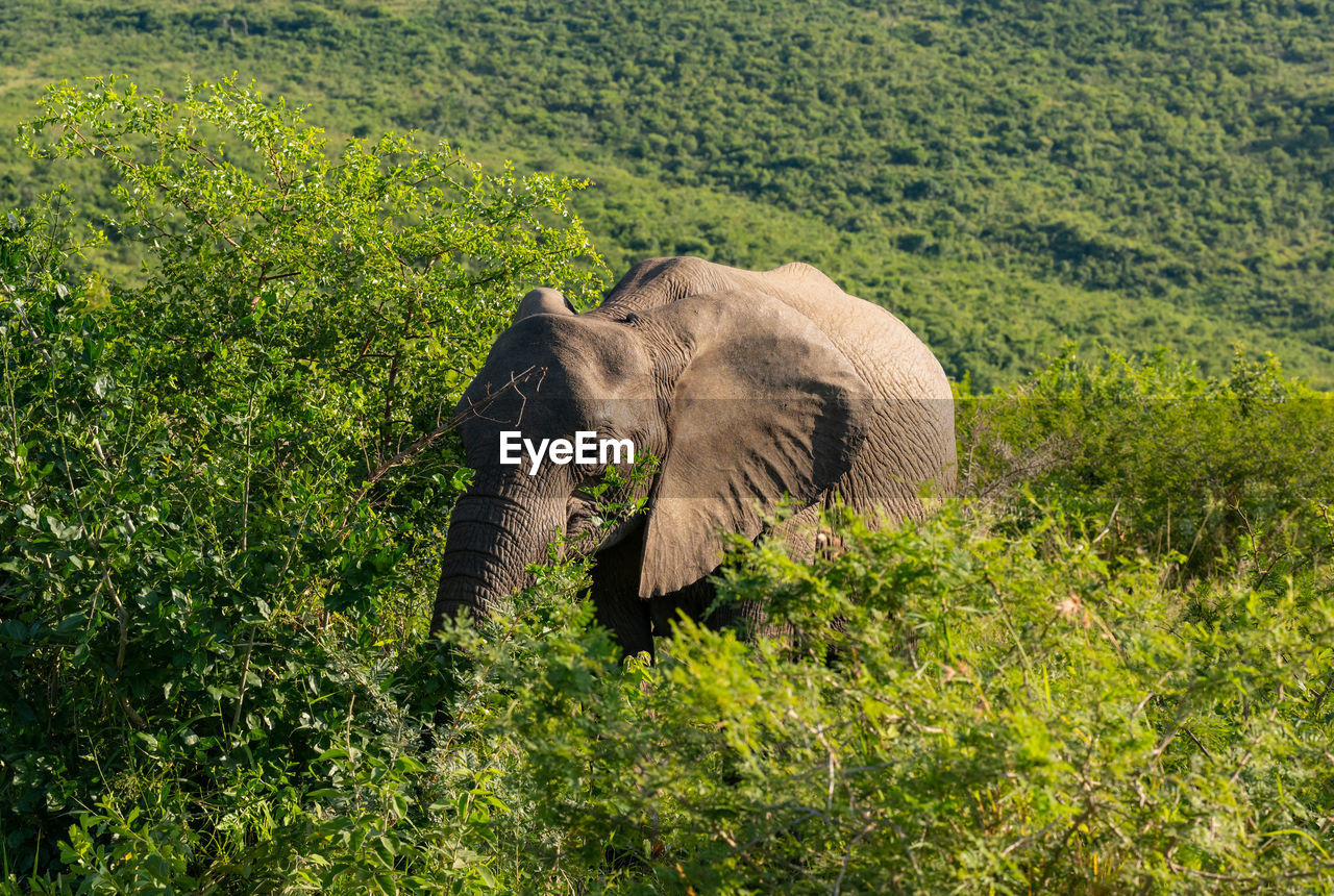 Elephant in the nature reserve hluhluwe national park south africa