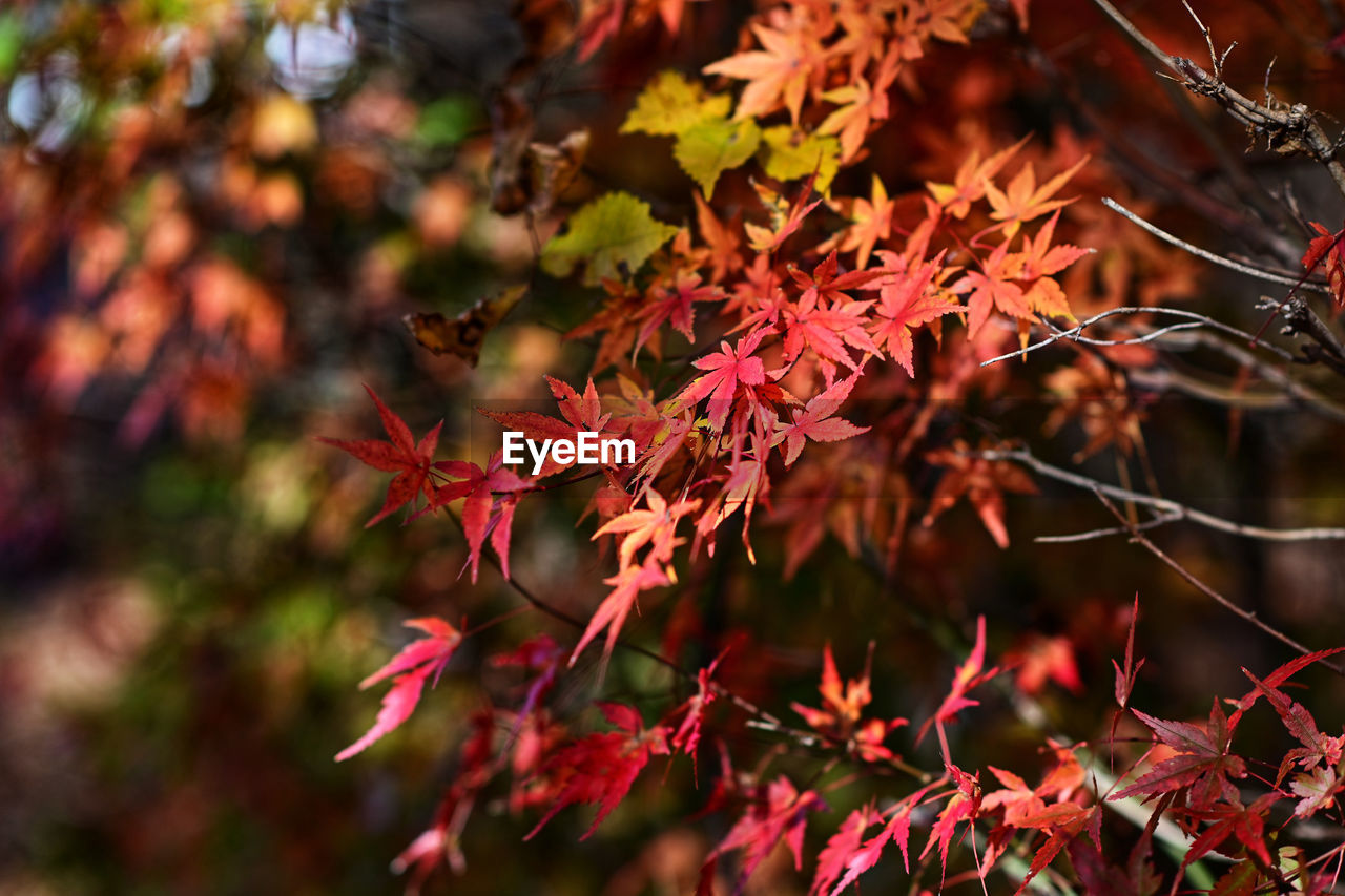 autumn, plant part, leaf, tree, plant, nature, beauty in nature, branch, red, maple, maple tree, land, maple leaf, no people, outdoors, multi colored, environment, tranquility, forest, flower, day, close-up, shrub, autumn collection, landscape, focus on foreground, sunlight, scenics - nature, arts culture and entertainment, selective focus, travel