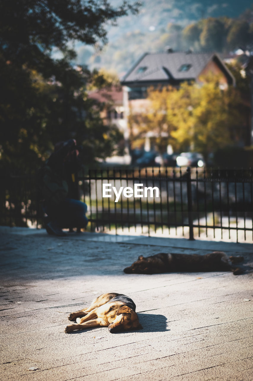 VIEW OF A DOG RELAXING IN CITY