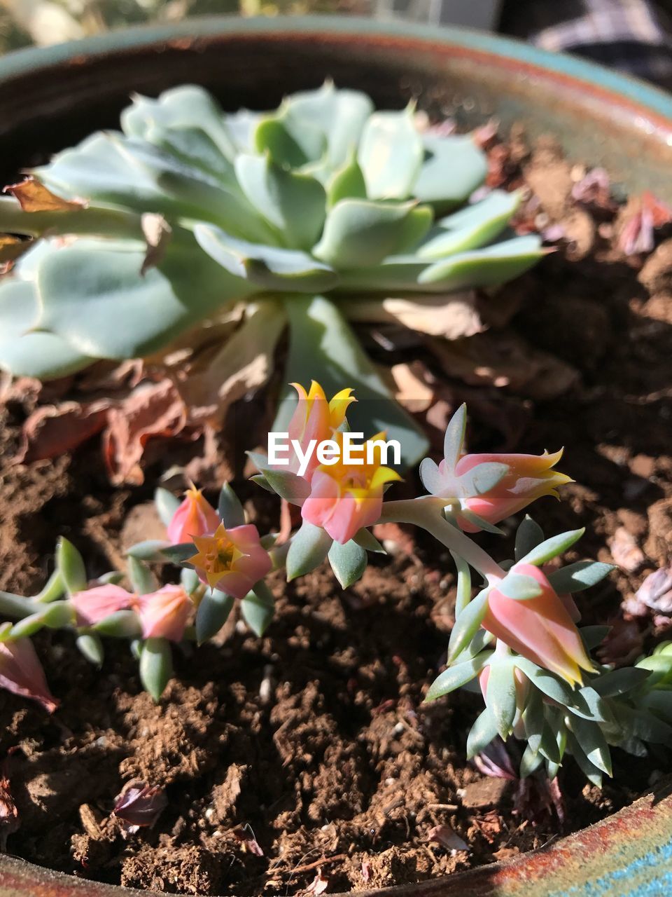 CLOSE-UP OF FLOWERS BLOOMING IN PLANT