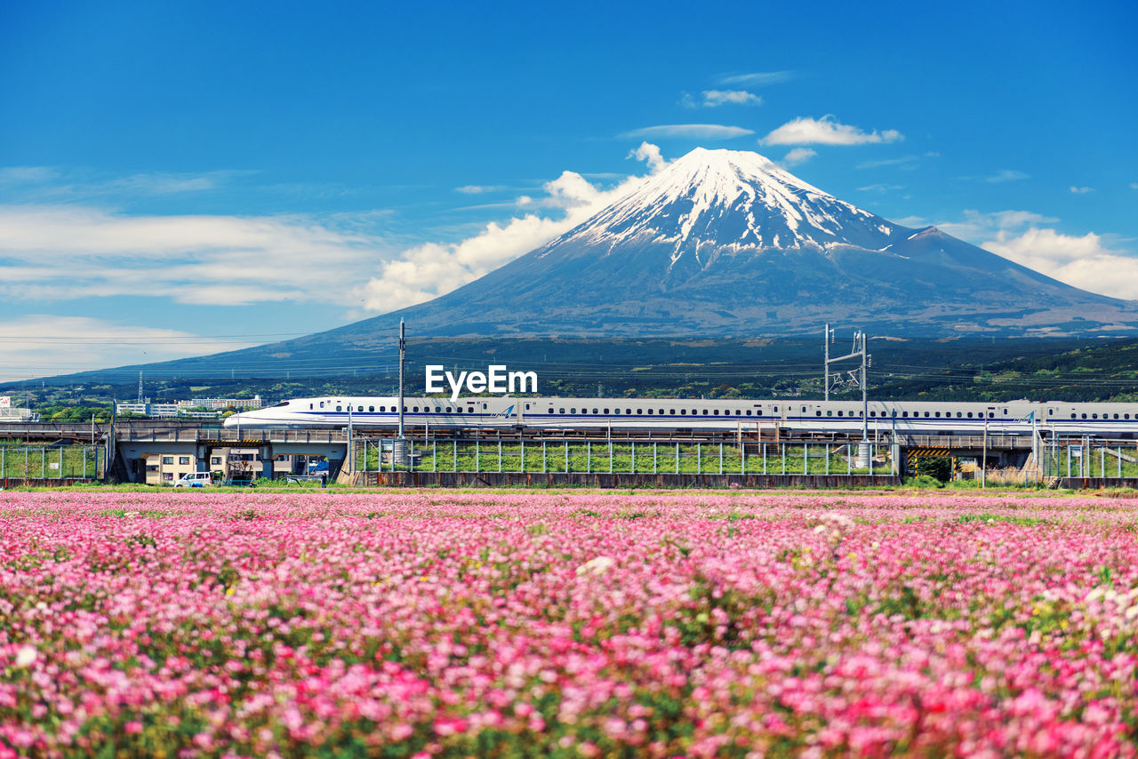 SCENIC VIEW OF PINK FLOWERING PLANTS ON FIELD