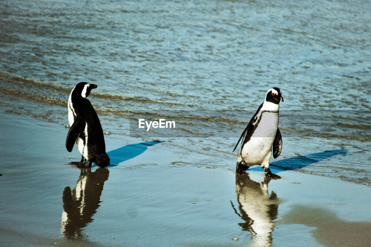 Cape town penguin portrait at boulder beach in simon's town, south africa