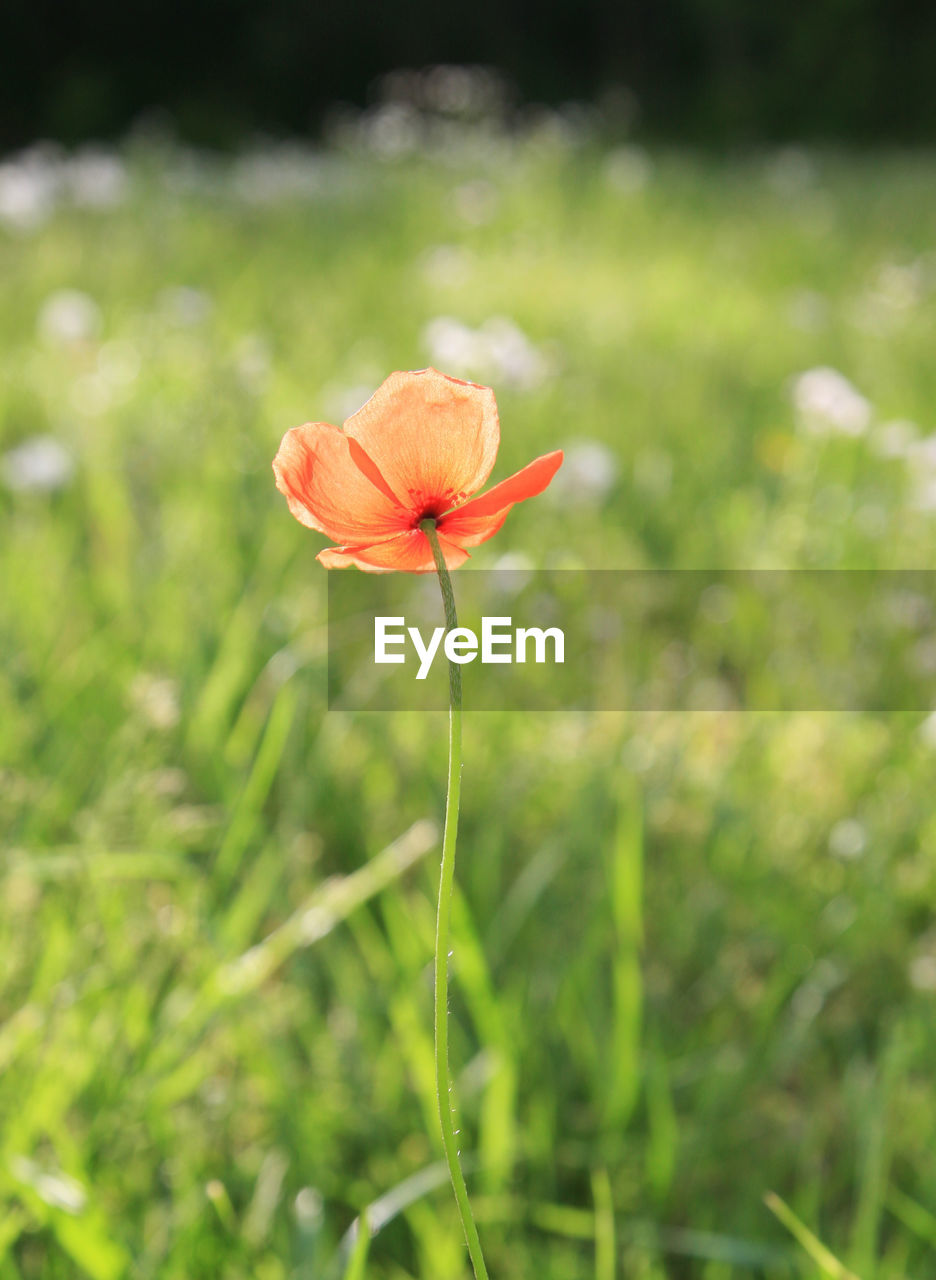 Flower growing on field